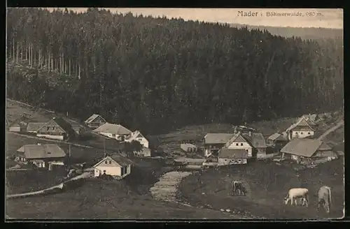 AK Mader im Böhmerwald, Ortspartie mit weidenden Kühen