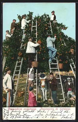 AK Costumbres andaluzas, Recoleccion de naranjas, Spanier bei der Orangenernte