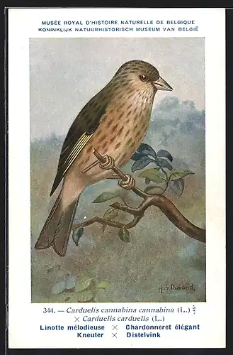 Künstler-AK Hubert Dupond: Kneuter, Distelvink, Carduelis cannabina cannabina, Carduelis carduelis