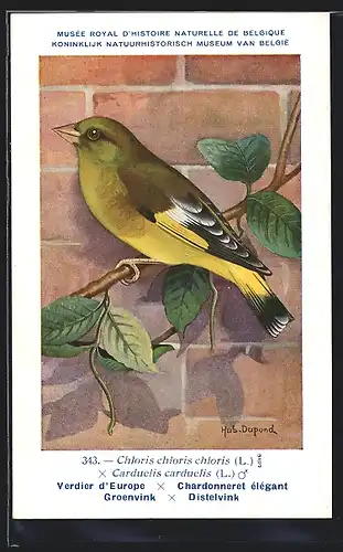 Künstler-AK Hubert Dupond: Musée Royal d'Histoire Naturelle de Belgique, Vogel-Serie: Distelvink