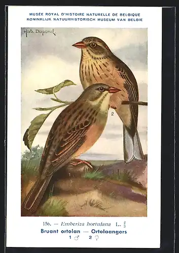 Künstler-AK Hubert Dupond: Ortolaangors, Emberiza hortulana