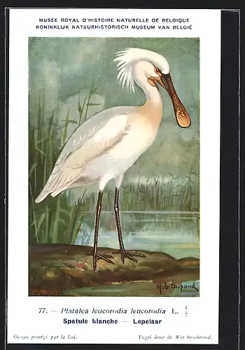 Künstler-AK Hubert Dupond: Löffler am Seeufer