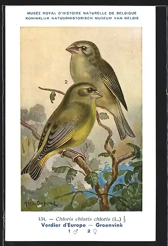 AK Grünfinken, Verdier d`Europe, Chloris chloris