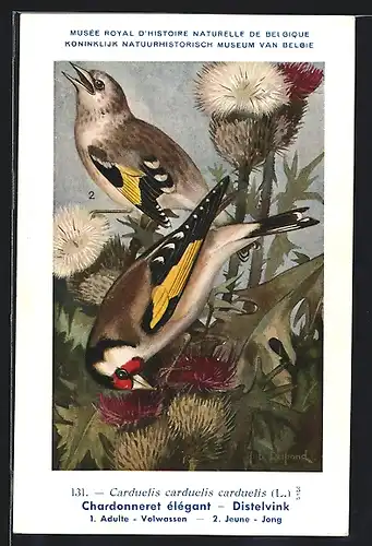 Künstler-AK Hubert Dupond: Musée Royal d'Histoire Naturelle de Belgique, Vogel-Serie: Distelvink