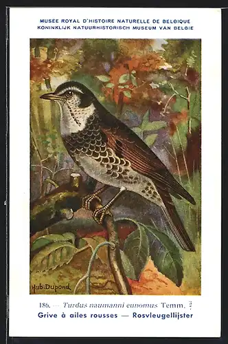 Künstler-AK Hubert Dupond: Musée Royal d'Histoire Naturelle de Belgique, Vogel-Serie: Rosvleugellijster