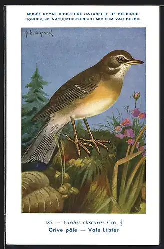 Künstler-AK Hubert Dupond: Koninklijk Natuurhistorisch Museum van Belgie, Turdus obscurus Gm., Vale Lijster