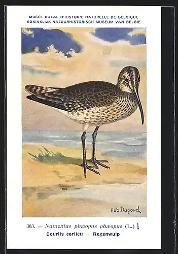 Künstler-AK Hubert Dupond: Musée Royal d'Histoire Naturelle de Belgique, Vogel-Serie: Regenwulp