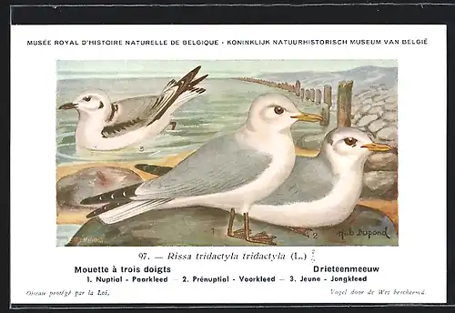 Künstler-AK Hubert Dupond: Vogel der Art Rissa tridactyla tridactyla