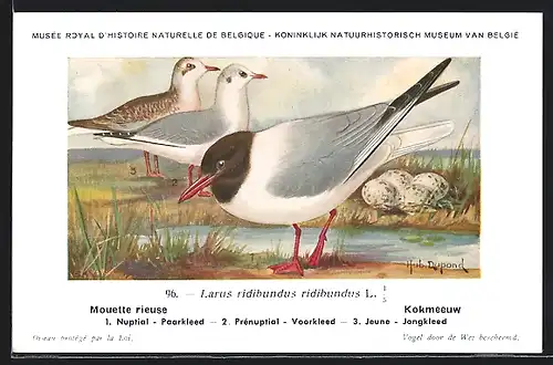 Künstler-AK Hubert Dupond: Vogel der Art Larus ridibundus ridibundus