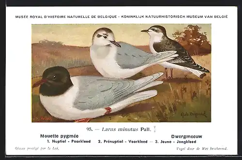 Künstler-AK Hubert Dupond: Larus minutus, Mouette pygmée