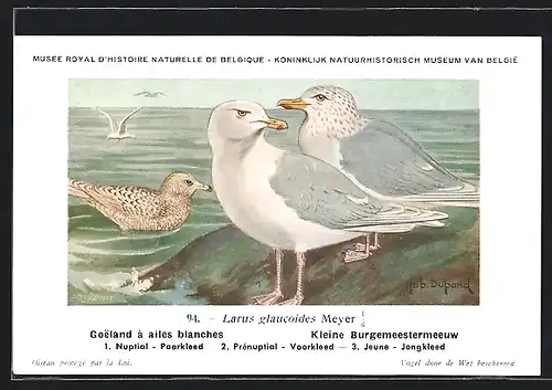 Künstler-AK Hubert Dupond: Goeland à ailes blanches, Larus leucopterus