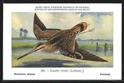 Künstler-AK Hubert Dupond: Musée Royal d'Histoire Naturelle de Belgique, Vogel-Serie: Poelsnip