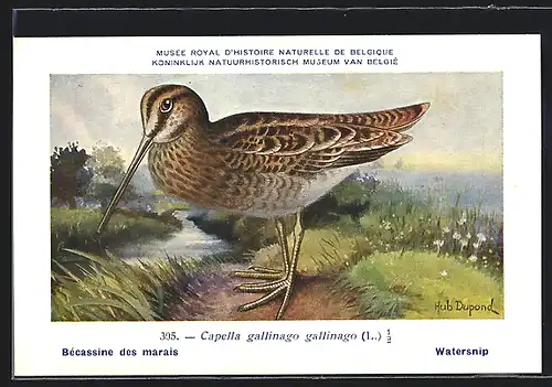 Künstler-AK Hubert Dupond: Musée Royal d'Histoire Naturelle de Belgique, Vogel-Serie: Watersnip