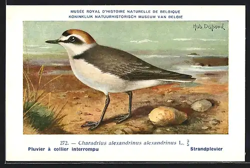 Künstler-AK Hubert Dupond: Musée Royal d'Histoire Naturelle de Belgique, Vogel-Serie: Strandplevier