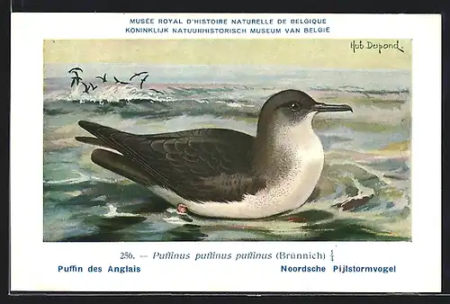 AK Ein Papageientaucher im Wasser