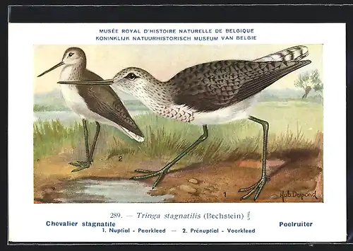 Künstler-AK Hubert Dupond: Chevalier stagnatile, Tringa stagnatilis