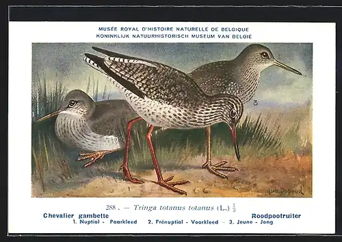 Künstler-AK Hubert Dupond: Musée Royal d'Histoire Naturelle de Belgique, Vogel-Serie: Roodpootruiter