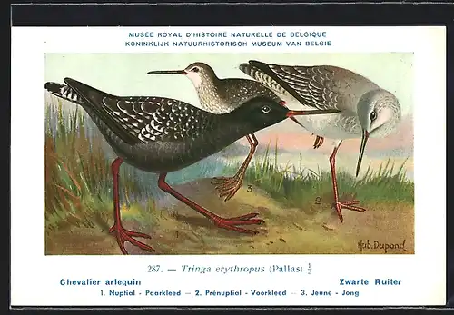 Künstler-AK Hubert Dupond: Musée Royal d'Histoire Naturelle de Belgique, Vogel-Serie: Zwarte Ruiter