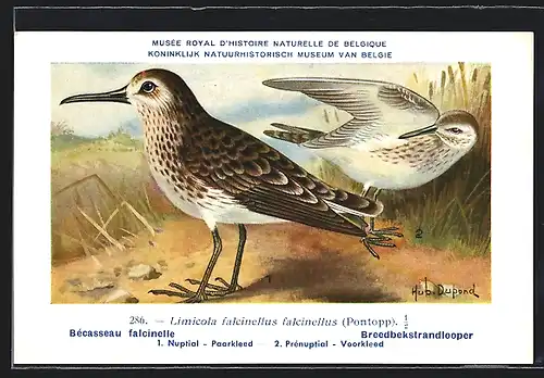 Künstler-AK Hubert Dupond: Bécasseau falcinelle, Limicola falcinellus falcinellus