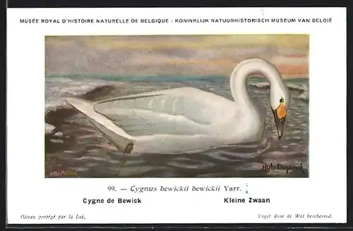 Künstler-AK Hubert Dupond: Cygne de Bewick, Kleine Zwaan