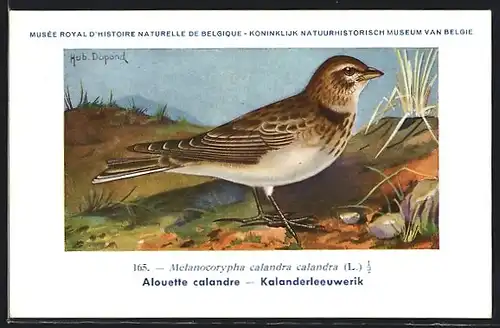 Künstler-AK Hubert Dupond: Melanocorypha calandra calandra, Alouette calandre