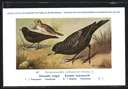 Künstler-AK Hubert Dupond: Alouette nègre, Melanocorypha yeltoniensis, Prénuptial, Nuptial, Vögel
