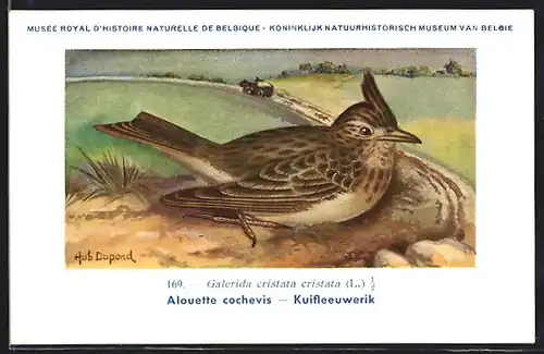 Künstler-AK Hubert Dupond: Musée Royal d'Histoire Naturelle de Belgique, Vogel-Serie: Kuifleeuwerik
