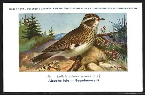 Künstler-AK Hubert Dupond: Alouette lulu, Lullula arborea arborea