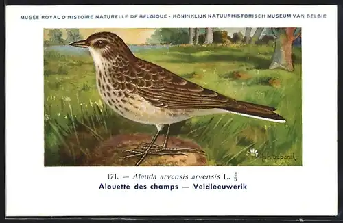 Künstler-AK Hubert Dupond: Musée Royal d'Histoire Naturelle de Belgique, Vogel-Serie: Veldleeuwerik