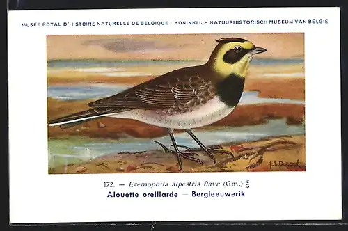 Künstler-AK Hubert Dupond: Aouette oreillarde, Eremophila alpestris flava, Vogel