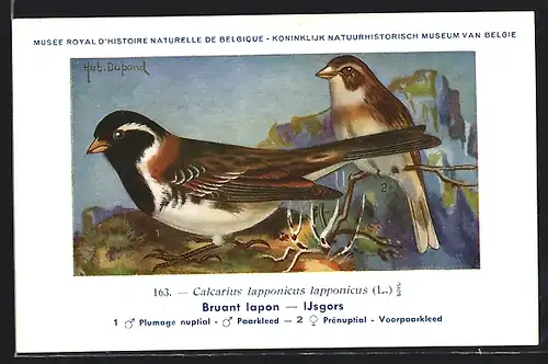 Künstler-AK Hubert Dupond: Bruant lapon, Calcarius lapponicus lapponicus, Plumage nuptial, Prénuptial, Vögel