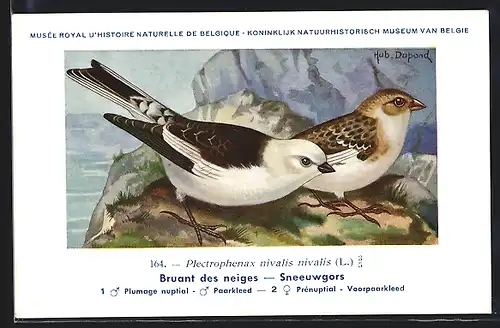 Künstler-AK Hubert Dupond: Musée Royal d'Histoire Naturelle de Belgique, Vogel-Serie: Sneeuwgors