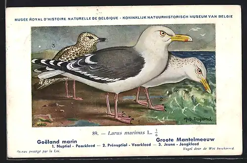 Künstler-AK Hubert Dupond: Goeland marin, Larus marinus