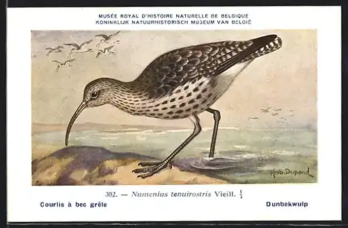 Künstler-AK Hubert Dupond: Musée Royal d'Histoire Naturelle de Belgique, Vogel-Serie: Dunbekwulp