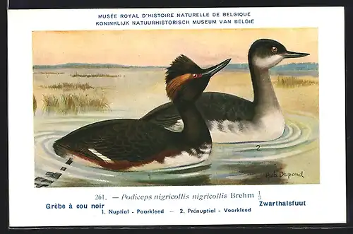 Künstler-AK Hubert Dupond: Vogel der Art Podiceps nigricollis nigricollis Brehm, Männchen und Weibchen