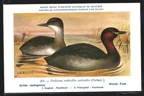 Künstler-AK Hubert Dupond: Vogel der Art Podiceps ruficollis ruficollis (Pallas), Männchen und Weibchen