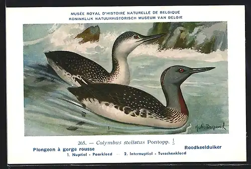 Künstler-AK Hubert Dupond: Vogel der Art Colymbus stellatus Pontopp., Männchen und Weibchen