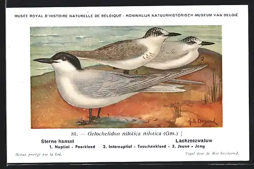 Künstler-AK Hubert Dupond: Vogel der Art Gelochelidon nilotica nilotica