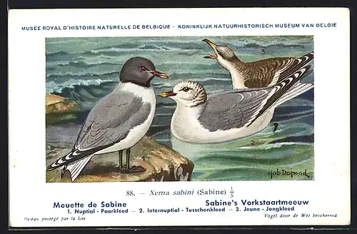 Künstler-AK Hubert Dupond: Mouette de Sabine, Xema sabini