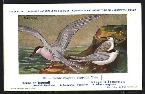 Künstler-AK Hubert Dupond: Sterne de Dougall, Sterna dougallii dougallii