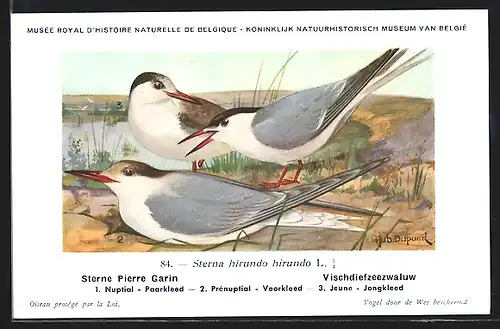 Künstler-AK Hubert Dupond: Sterne Pierre Garin, Sterna hirundo hirundo