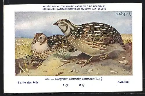 Künstler-AK Hubert Dupond: Vogel der Art Coturnix coturnix coturnix, Männchen und Weibchen