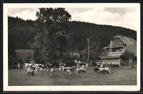 AK Gross-Karlowitz, Bauernhaus mit weidenden Kühen und Schweinen