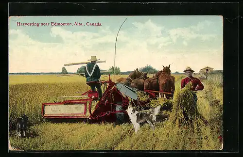 AK Edmonton-Alta., Harvesting, Bauern mit Pferdepflug, Landwirtschaft