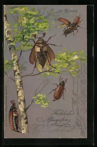 AK Maikäfer krabbeln eine Birke hinauf