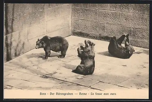 AK Bern, La fosse aux ours, Bären im Bärengraben