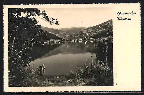 AK Feld am See, Blick über den See zur Ortschaft