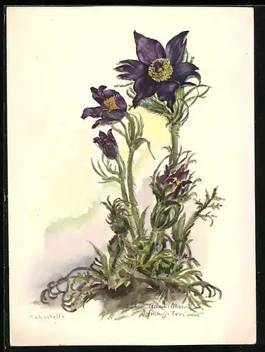 Künstler-AK Schwarz-Torino: hübsch blühende Kuhschelle