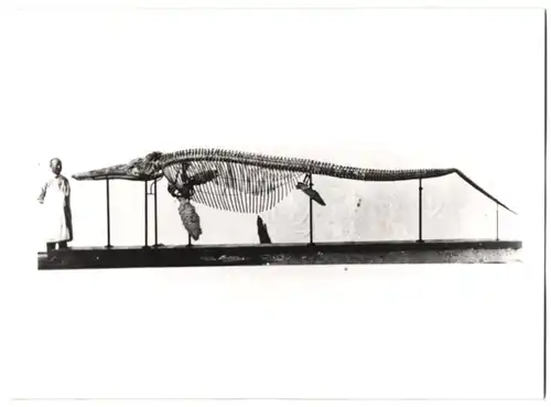 Fotografie unbekannter Fotograf, Ansicht Salzgitter-Gitter, Ichtyosauraus Skelett aus der Schachtanalge Georg, 1941