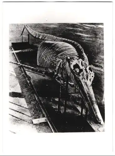 Fotografie unbekannter Fotograf, Ansicht Salzgitter-Gitter, Skelett eines Ichtyosauraus aus dem Schacht Georg, 1941